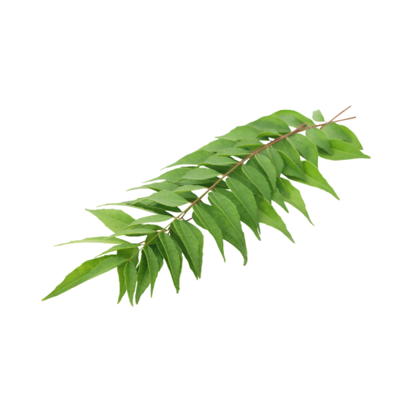 कढीपत्ता | Curry Leaves