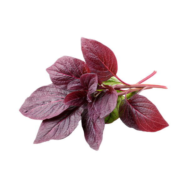 लाल माठ | Lal Math (Red Amaranth)