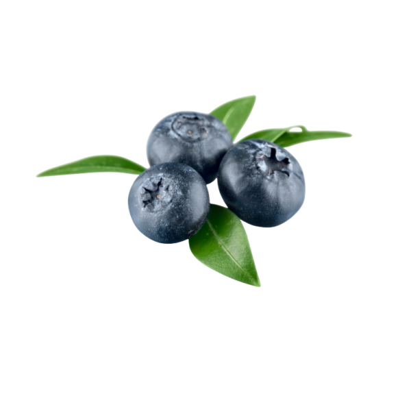 ब्लूबेरी | Blueberry